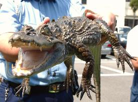 Alligator captured in Kyoto canal